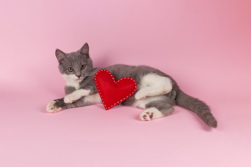 Cardiologista veterinário: sinais de que seu pet precisa de avaliação