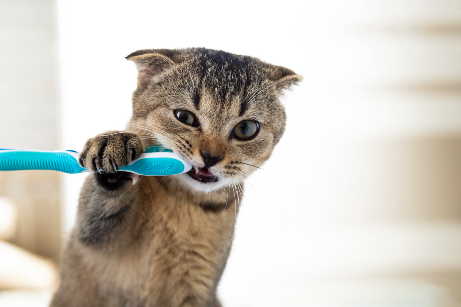 Dentista para Gatos: A Importância dos Cuidados Orais para Seu Felino