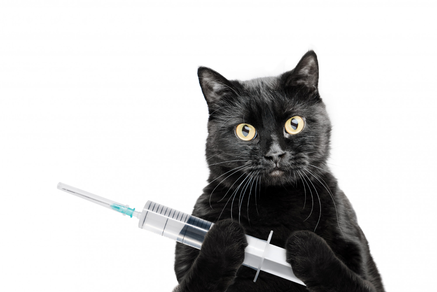 Saúde Felina em Foco: A Importância de Vacinar Gato em São Paulo