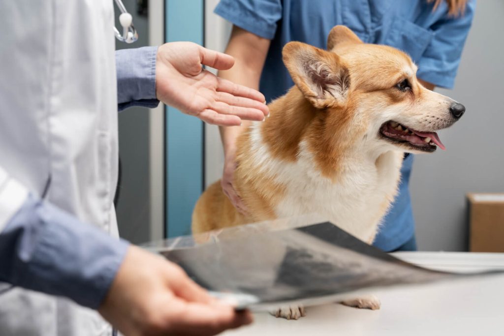 Benefícios e cuidados da Castração Veterinária na Vital Pets