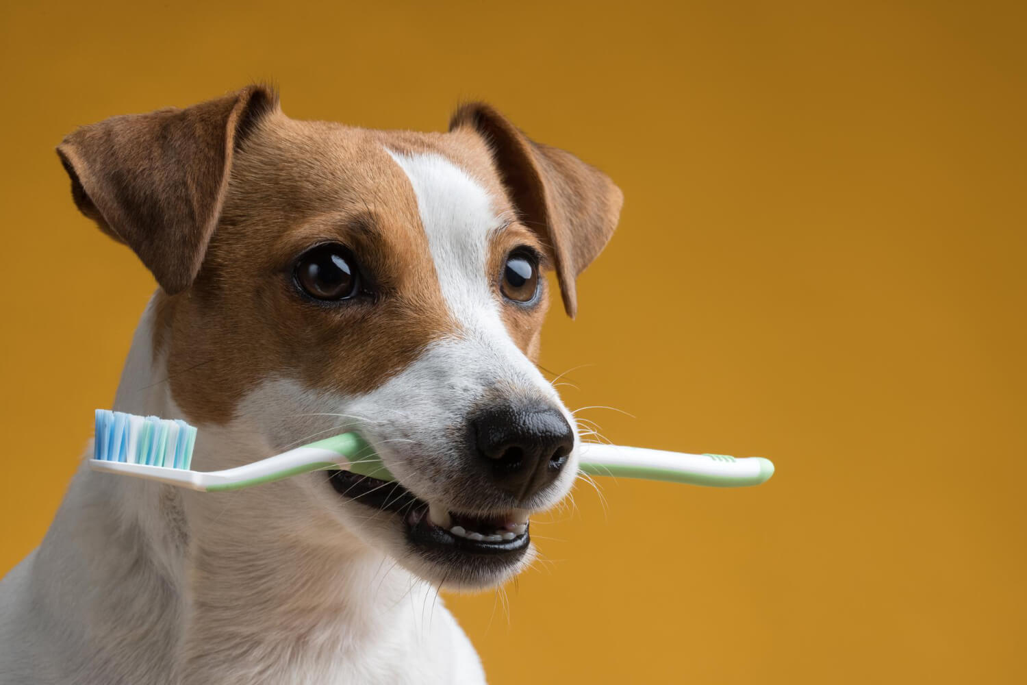 Vital Pets e a Excelência em Odontologia Veterinária
