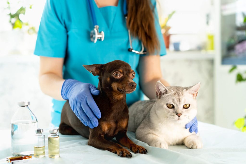 Descubra a Melhor Clínica Veterinária na Vila Formosa