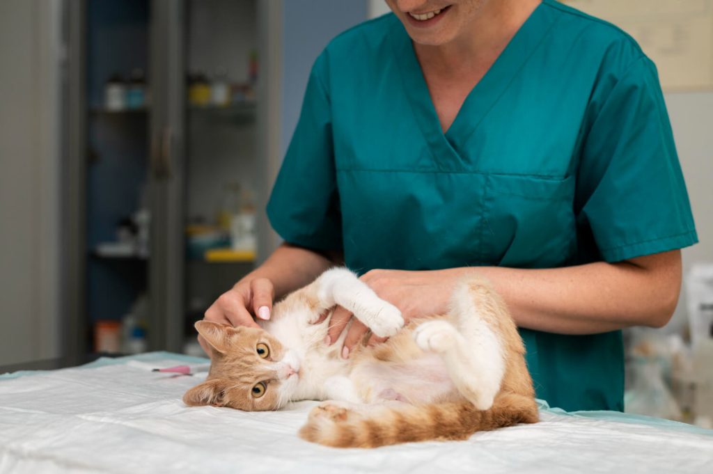 Vital Pets e a Excelência em Cirurgia para Gatos em São Paulo