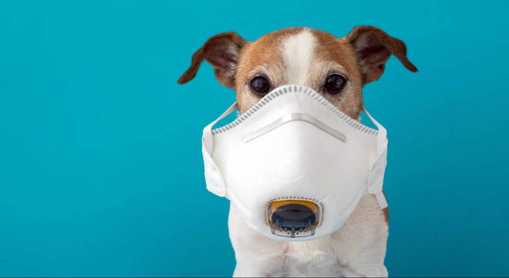 Vital Pets - Excelência em Rinoscopia Veterinária em São Paulo