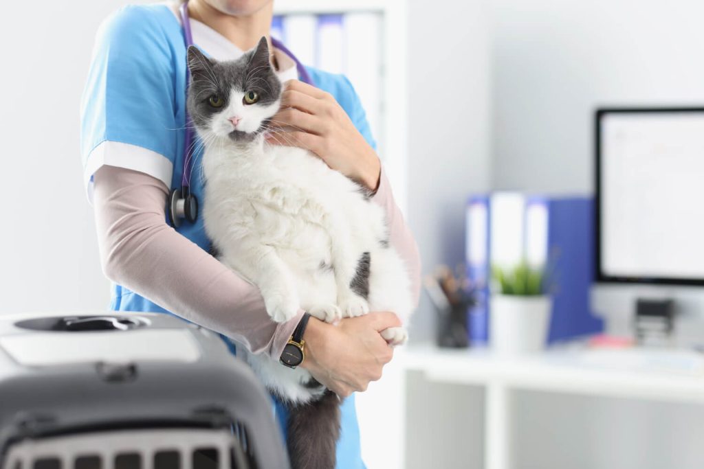 Clínica de Cirurgia Veterinária em São Paulo - Vital Pets