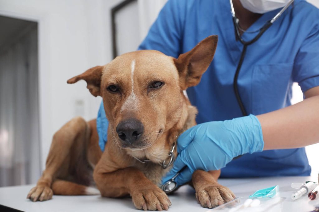 Clínica de cirurgia veterinária na zona Leste - Conheça a Vital Pets