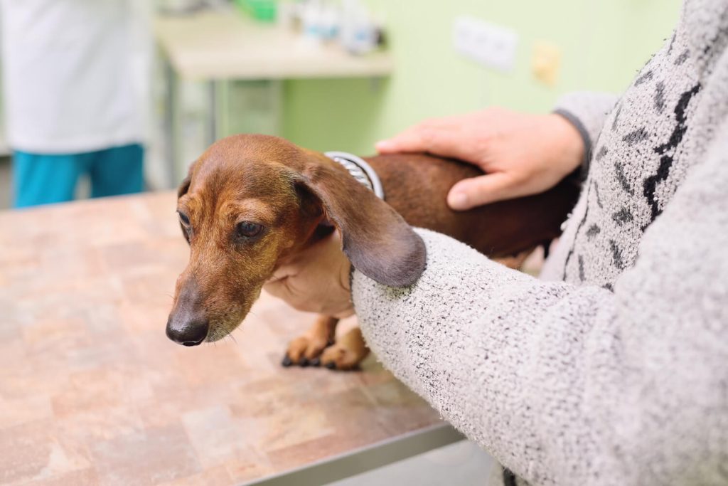 Oncologia Veterinária em São Paulo - Avanços e Práticas no Tratamento de Câncer em Animais