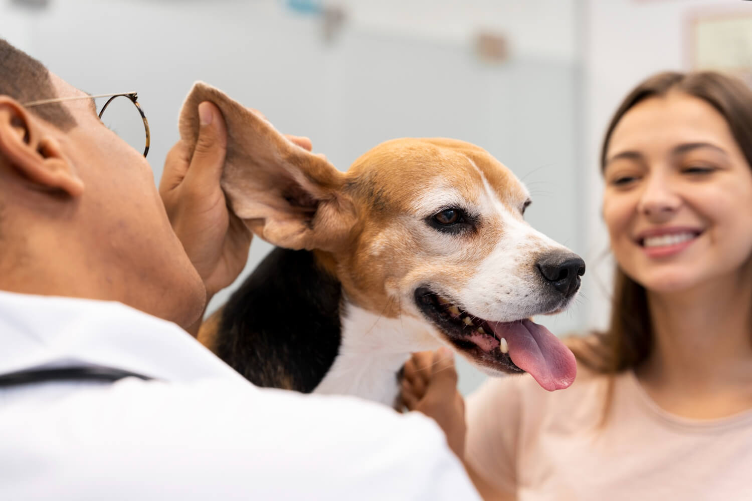 Como Escolher o Melhor Veterinário em São Paulo para o Seu Pet