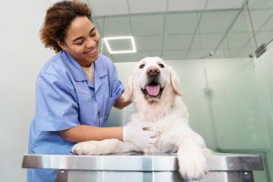 Clínica veterinária na Vila Invernada
