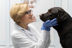 Oftalmologista Veterinário na Zona Leste