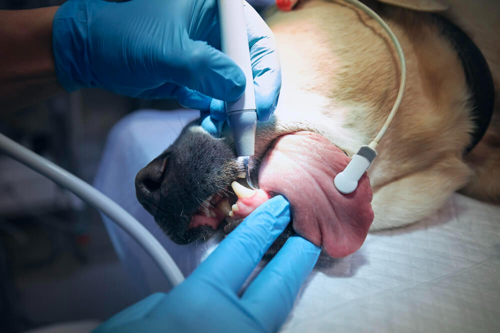 Limpeza de Tártaro em Cães e Gatos: Quando é Necessária?