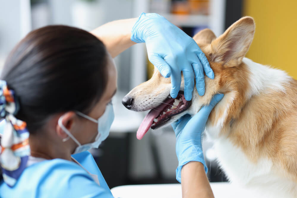 Mau Hálito em Cachorro e Gato: Causas e Quando Procurar o Veterinário?