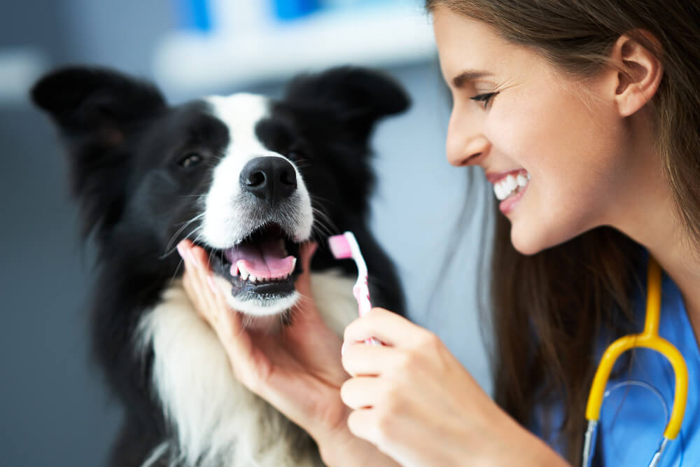 Problemas Dentários em Pets: Quando Buscar Ajuda Veterinária