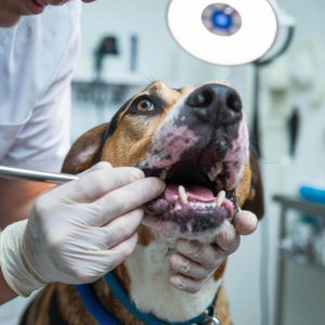 Odontologia Veterinária: Onde Levar meu Pet?
