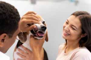 Mau Hálito em Cães e Gatos: Quando Procurar uma Clínica Veterinária