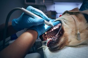 Como Saber se o Cachorro Está com Dor de Dente? Sinais que o Tutor Deve Observar