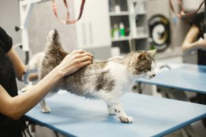 Diarreia em Cães e Gatos: Quando Observar e Quando se Preocupar