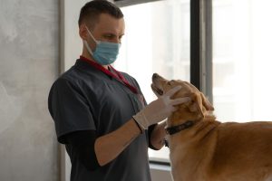 Diarreia em Cães e Gatos: Quando Observar e Quando se Preocupar
