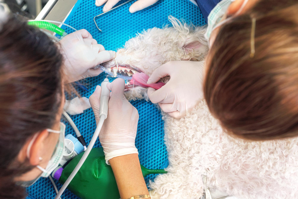 Por que a Vital Pets é referência em cirurgias odontológicas veterinárias em São Paulo