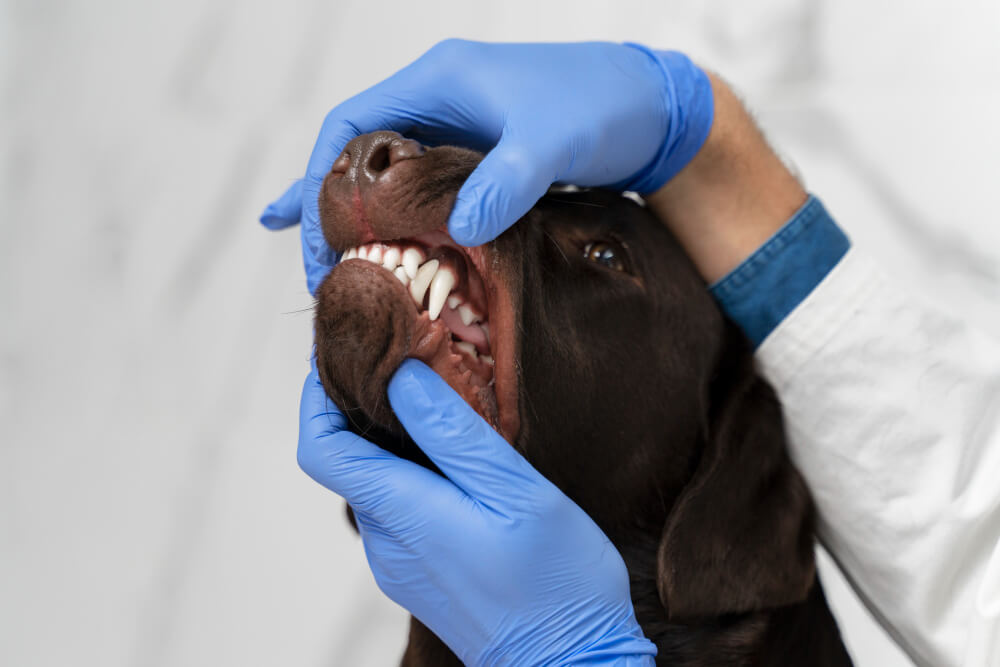 Mau hálito em cães e gatos: quando procurar um dentista veterinário