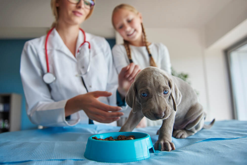 Endocrinologista Veterinário na Zona Leste: Onde Encontrar