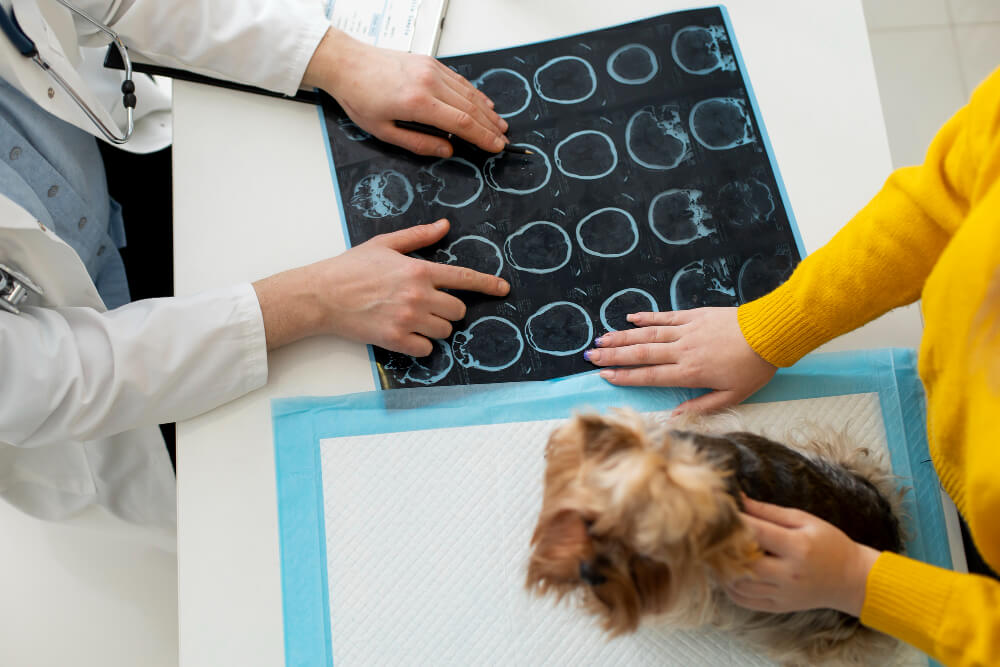 Neurologia Veterinária: Como Escolher o Especialista