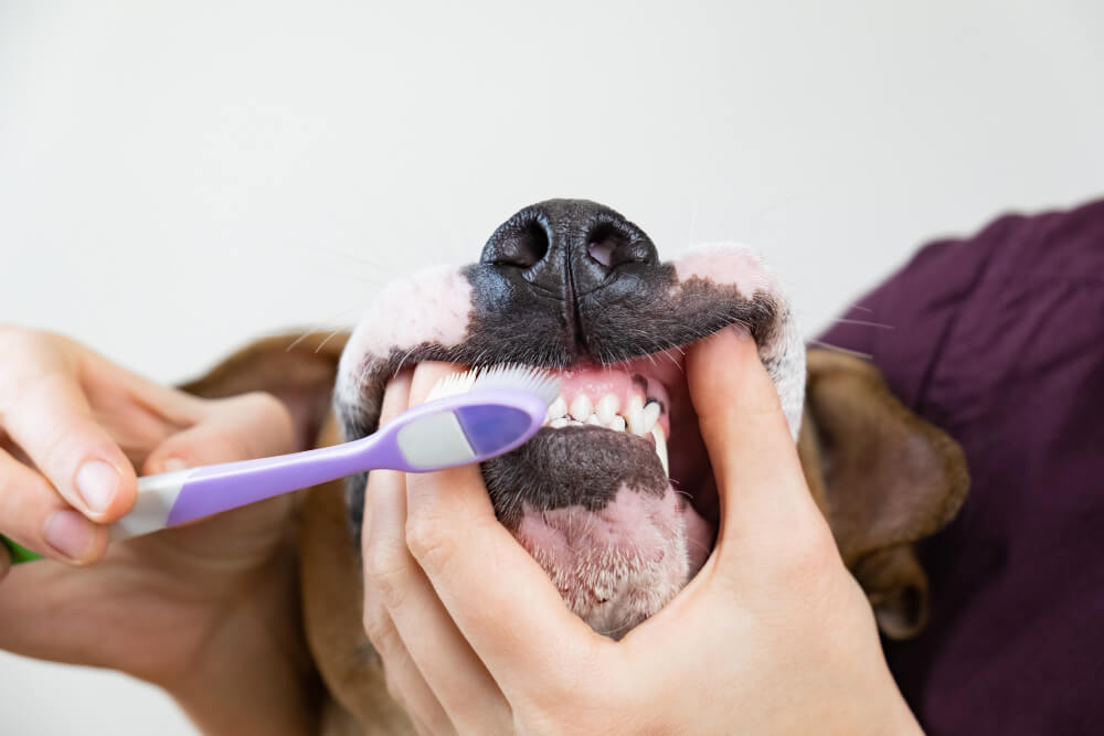 Quando fazer o primeiro check-up odontológico do seu cachorro?